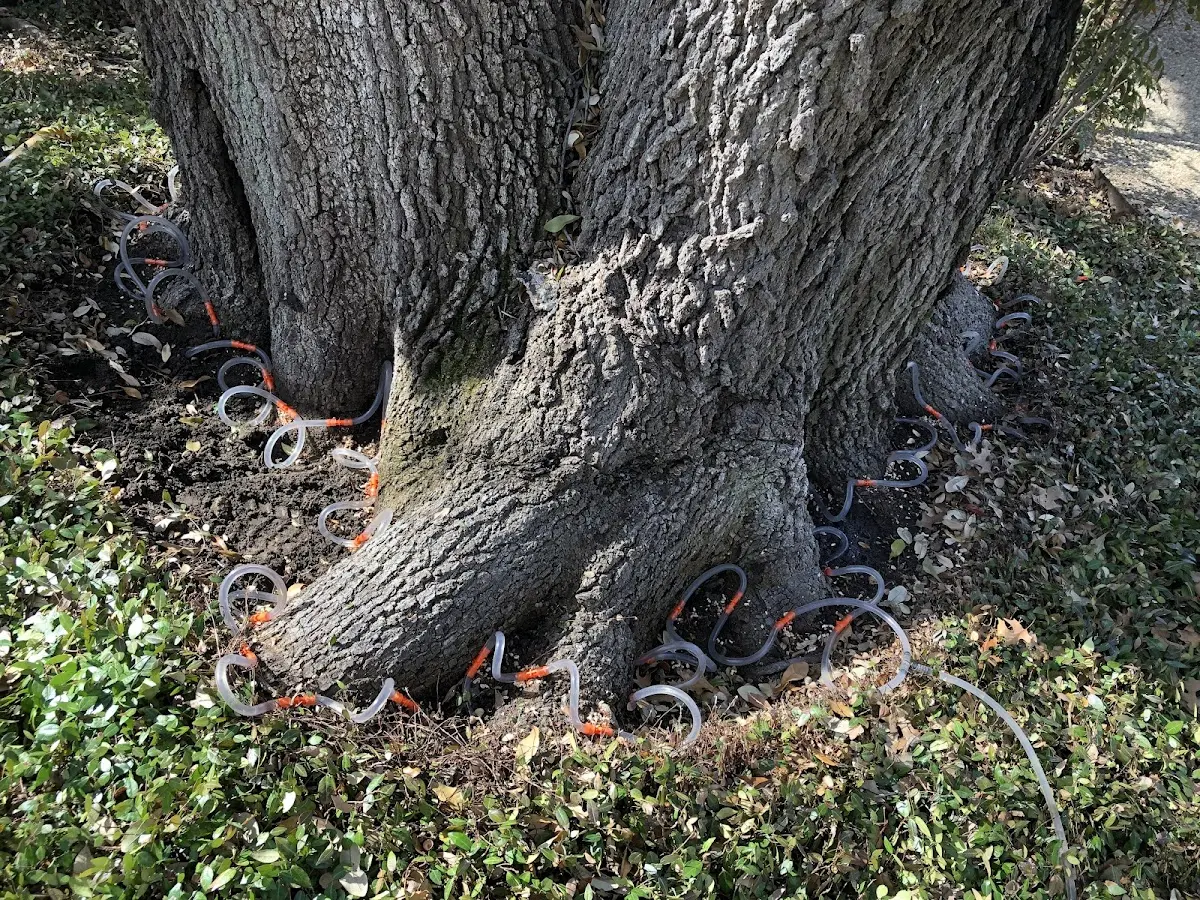 Detailed Tree Cabling and Bracing job site in East Rochester
