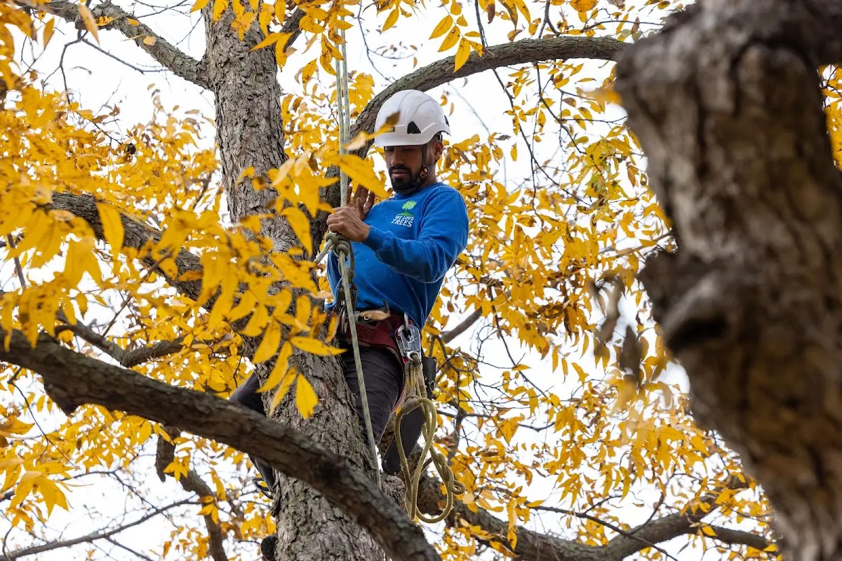 Skilled Storm Damage Cleanup crew working in East Rochester